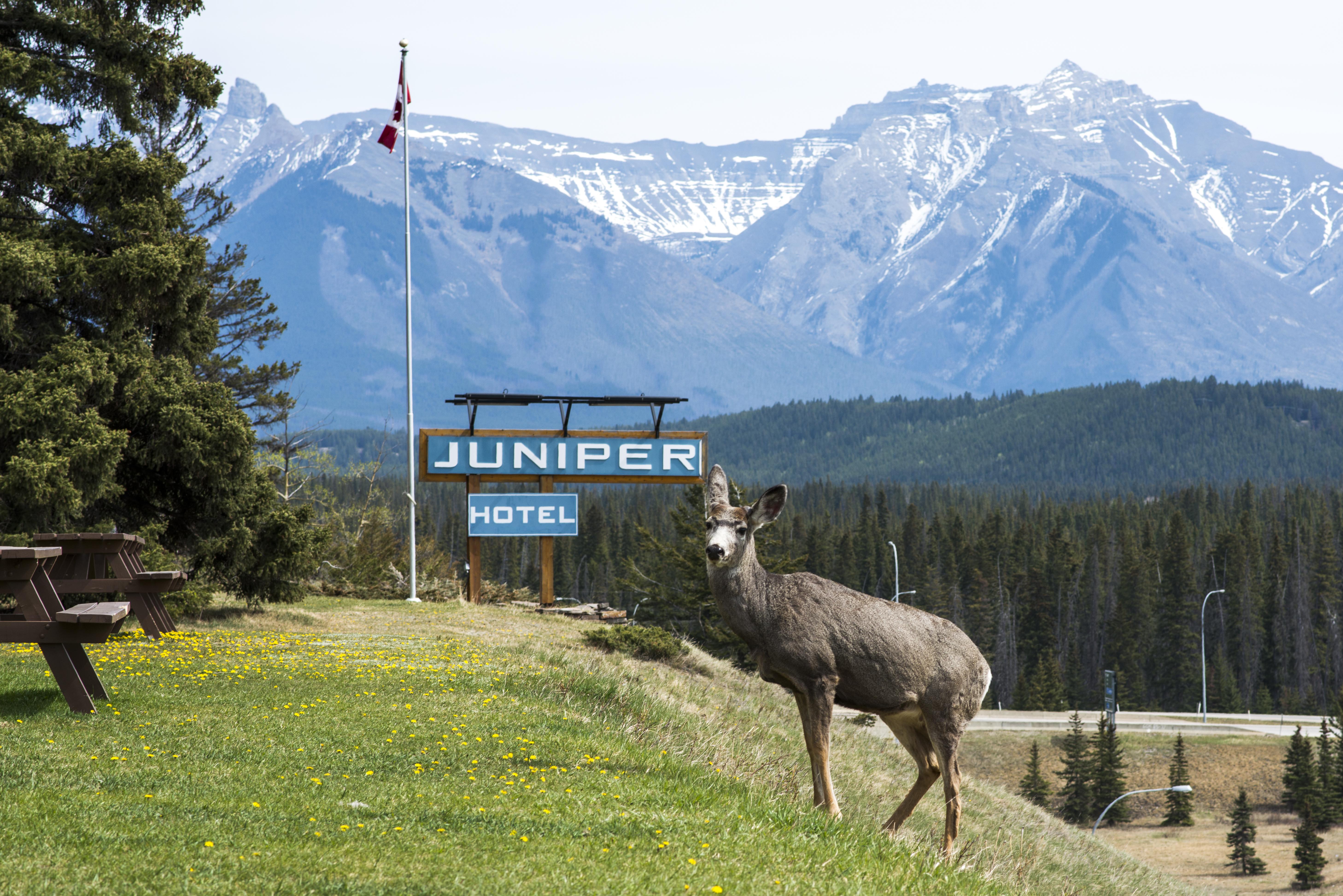 The Juniper Hotel & Bistro Banff Exterior photo